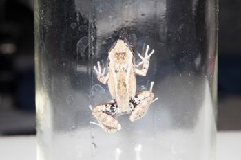 Media type: image;   Herpetology A-148550